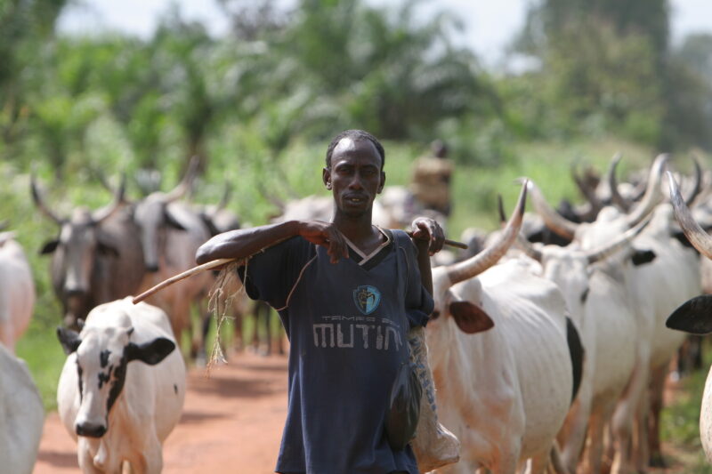 Cattle on the Move in Togo — Togo, Africa, West Africa