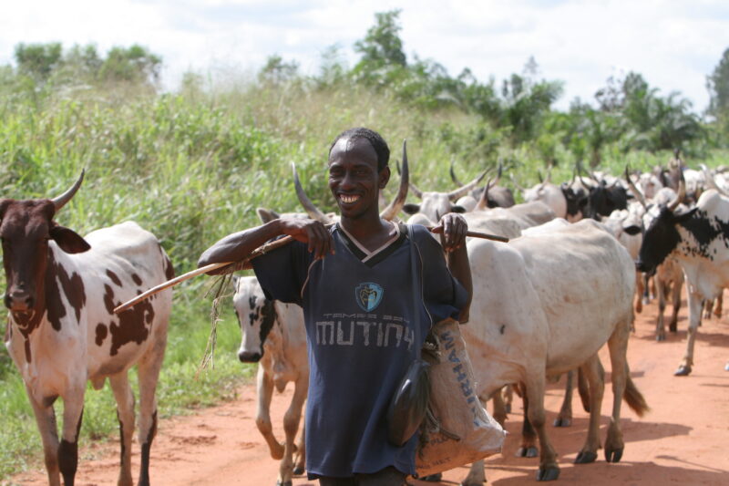 Cattle on the Move in Togo — Togo, Africa, West Africa