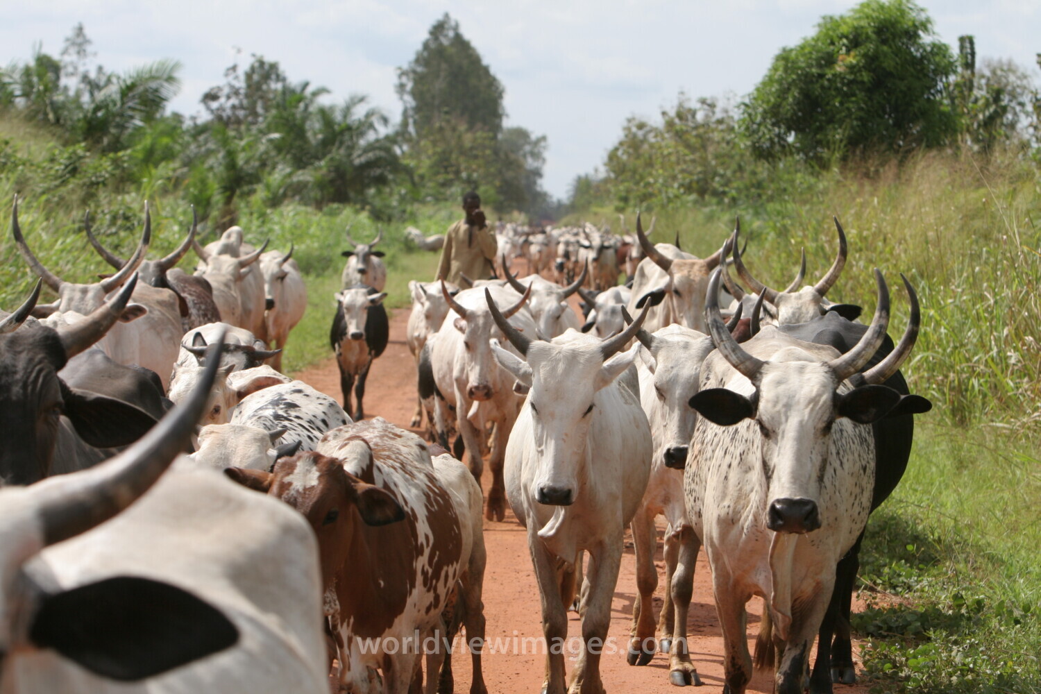 Cattle on the Move in Togo