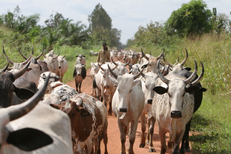 Cattle on the Move in Togo — Togo, Africa, West Africa
