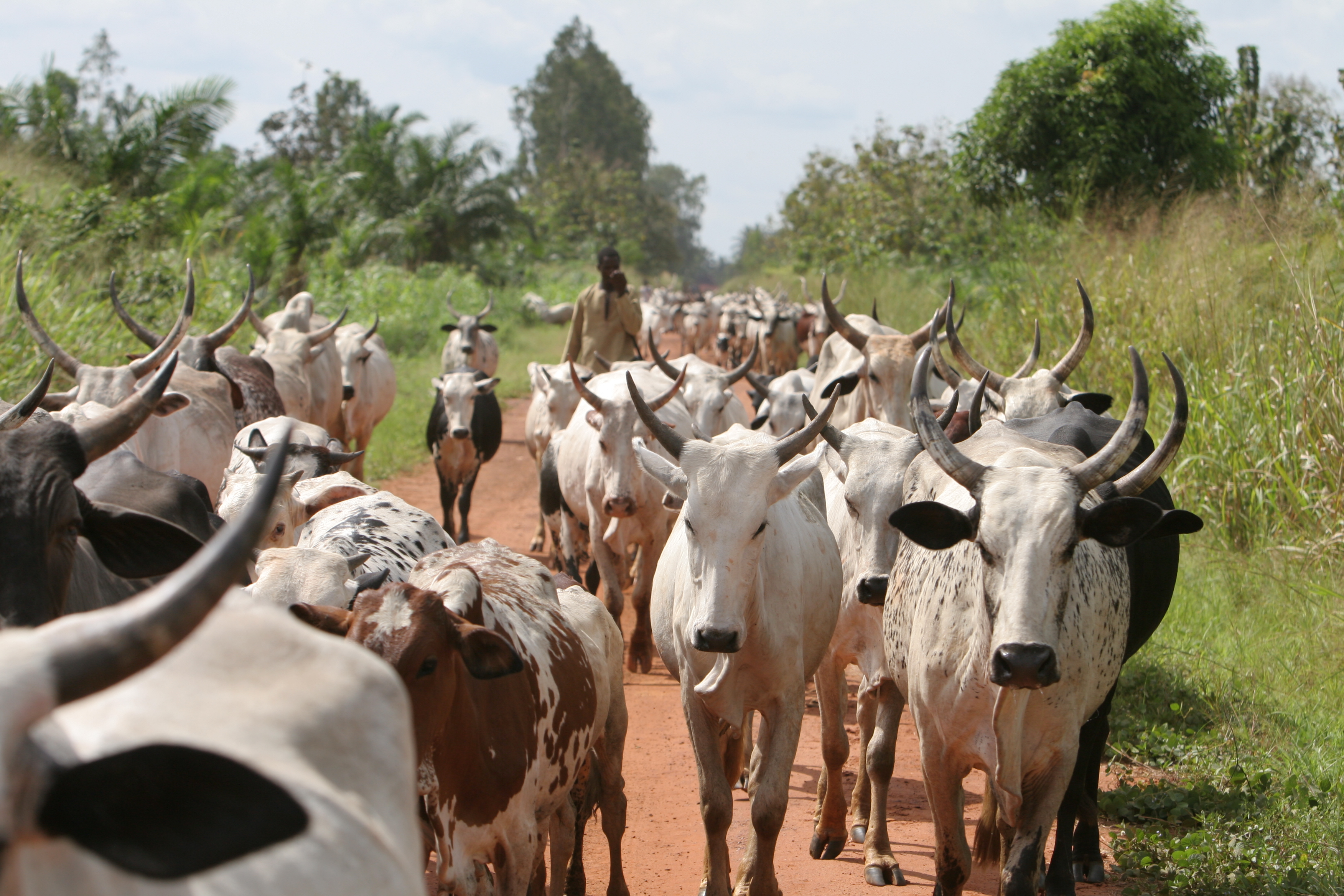 Cattle on the Move in Togo
