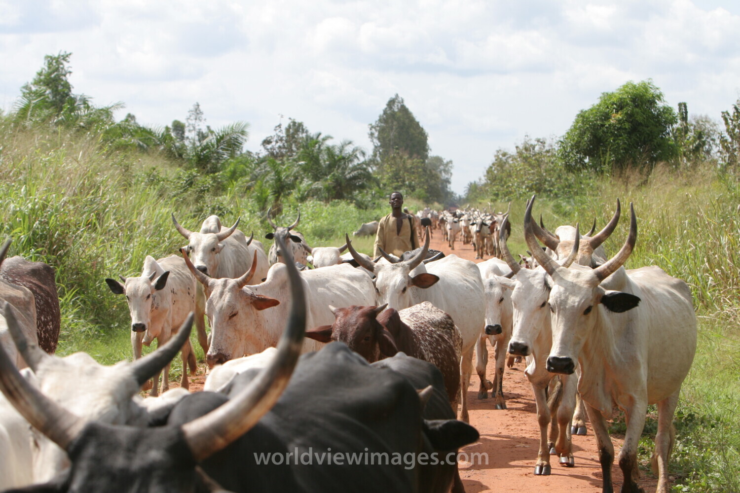 Cattle on the Move in Togo