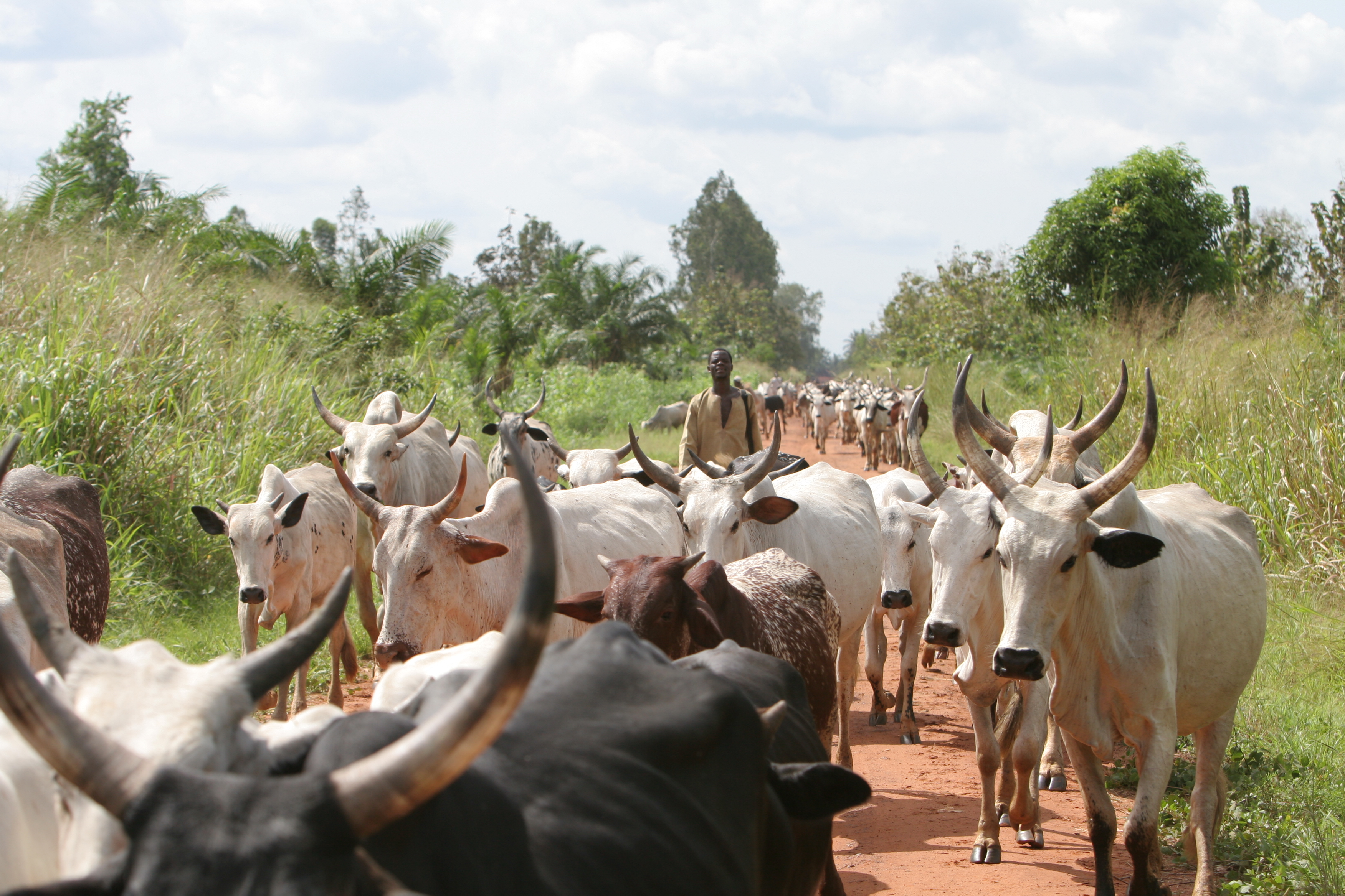 Cattle on the Move in Togo