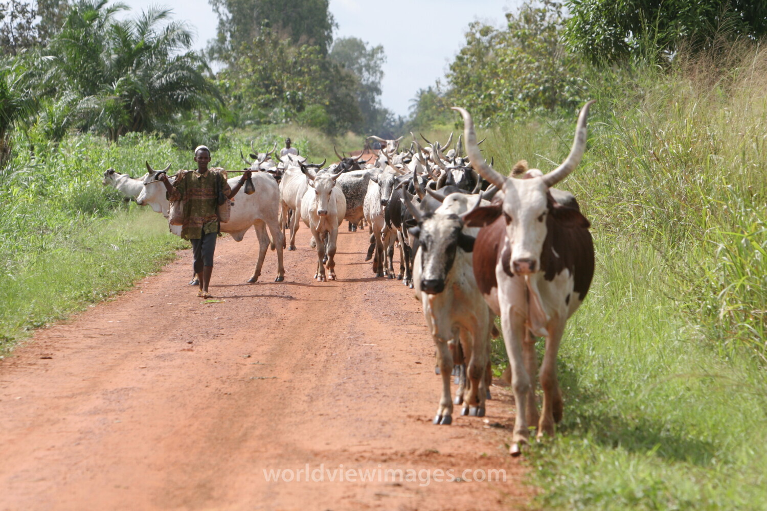 Cattle on the Move in Togo