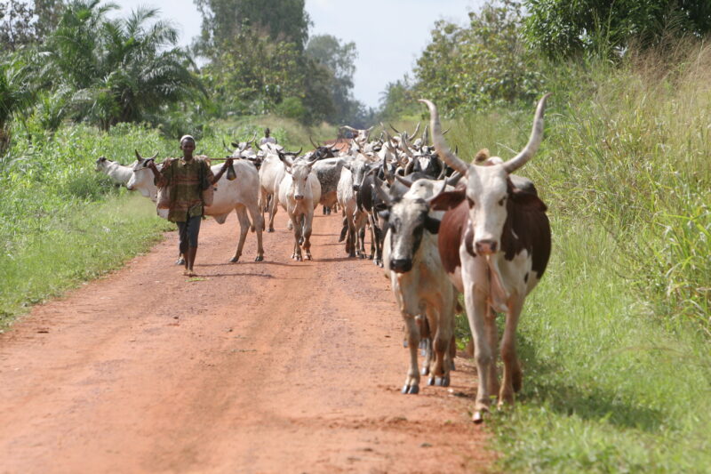 Cattle on the Move in Togo — Togo, Africa, West Africa