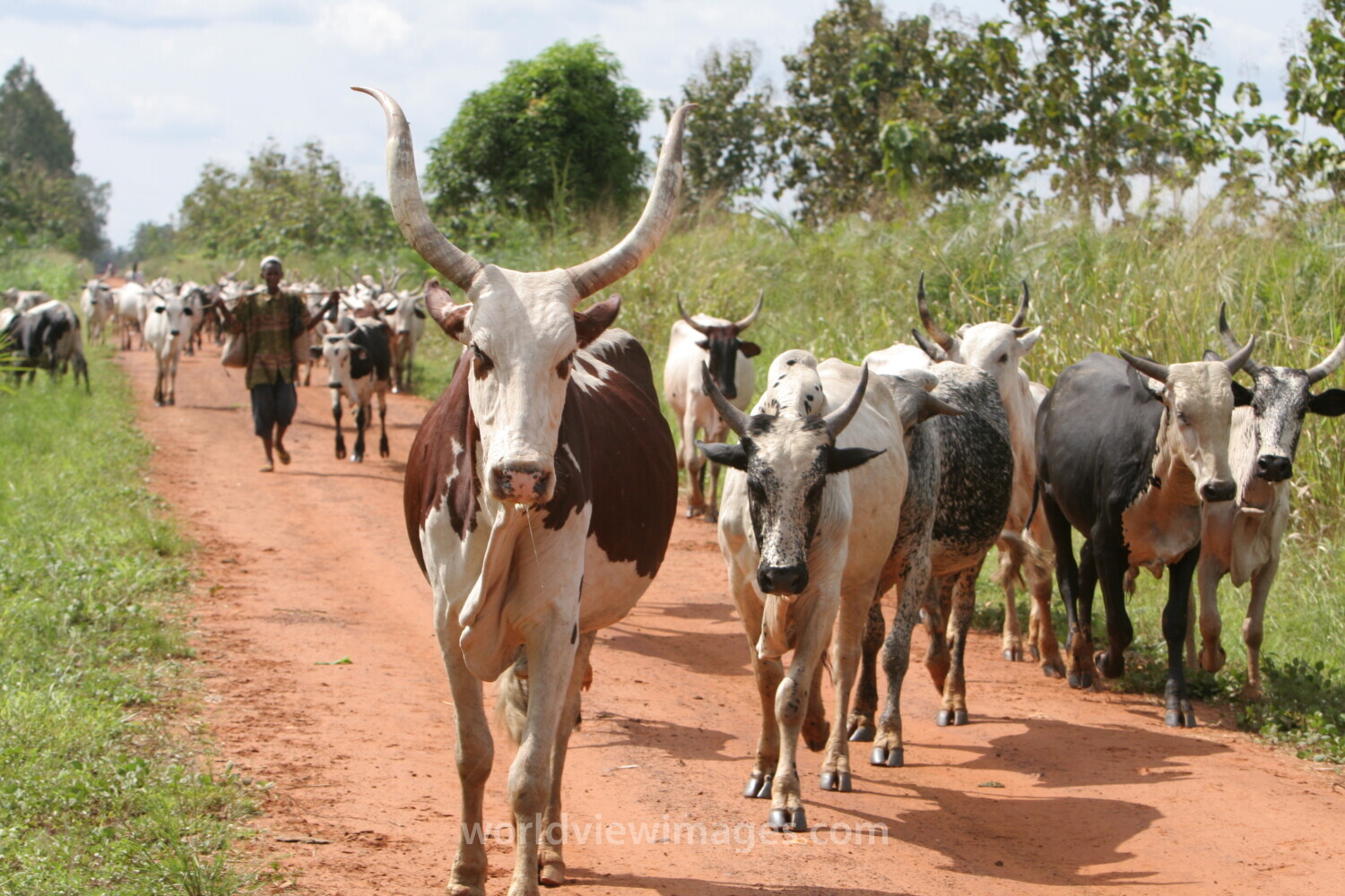 Cattle on the Move in Togo