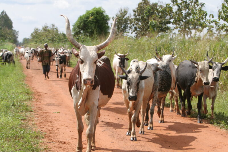 Cattle on the Move in Togo — Togo, Africa, West Africa