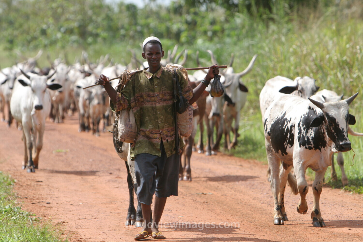 Cattle on the Move in Togo