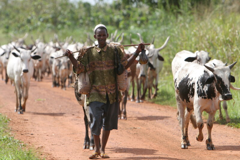 Cattle on the Move in Togo — Togo, Africa, West Africa