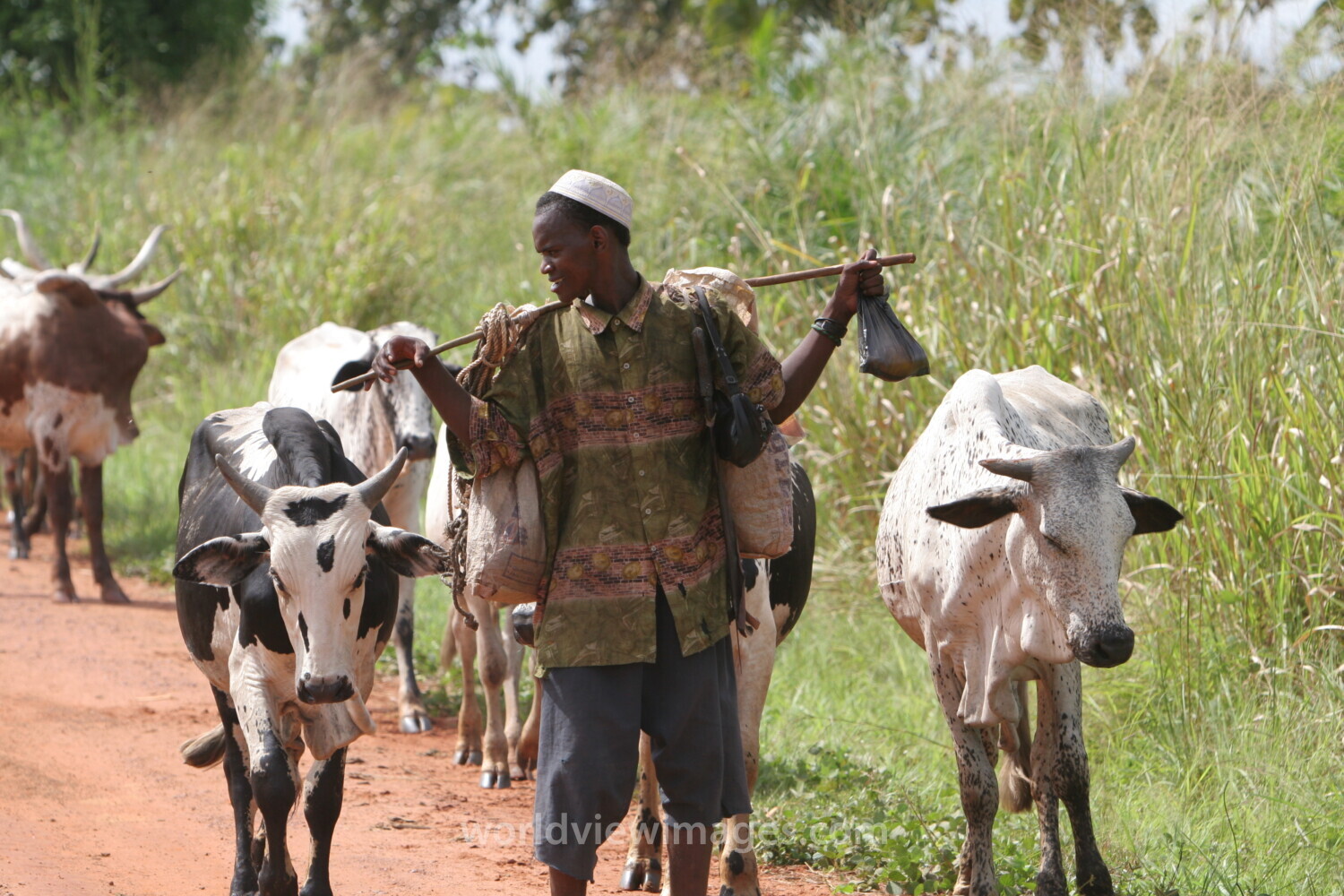 Cattle on the Move in Togo