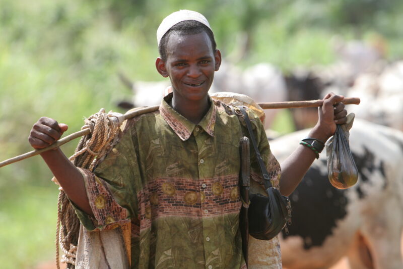 Cattle on the Move in Togo — Togo, Africa, West Africa, men, faces