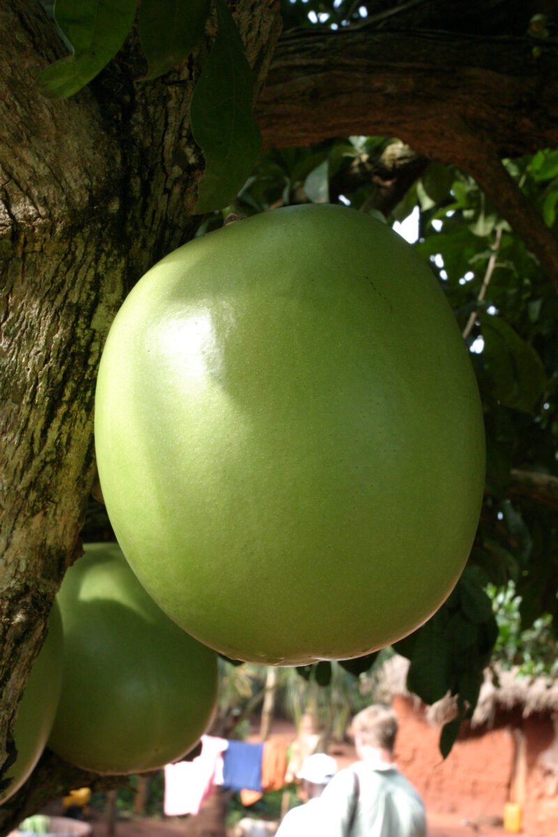 Gourds in Togo — Gourds provide a ready source for making bowls and containers in rural Africa — Togo, Africa, West Africa