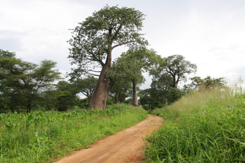 Photo: Trees in Malawi — Trees
