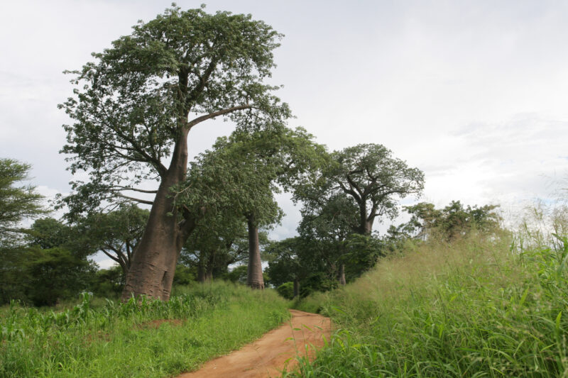 Photo: Trees in Malawi — Trees