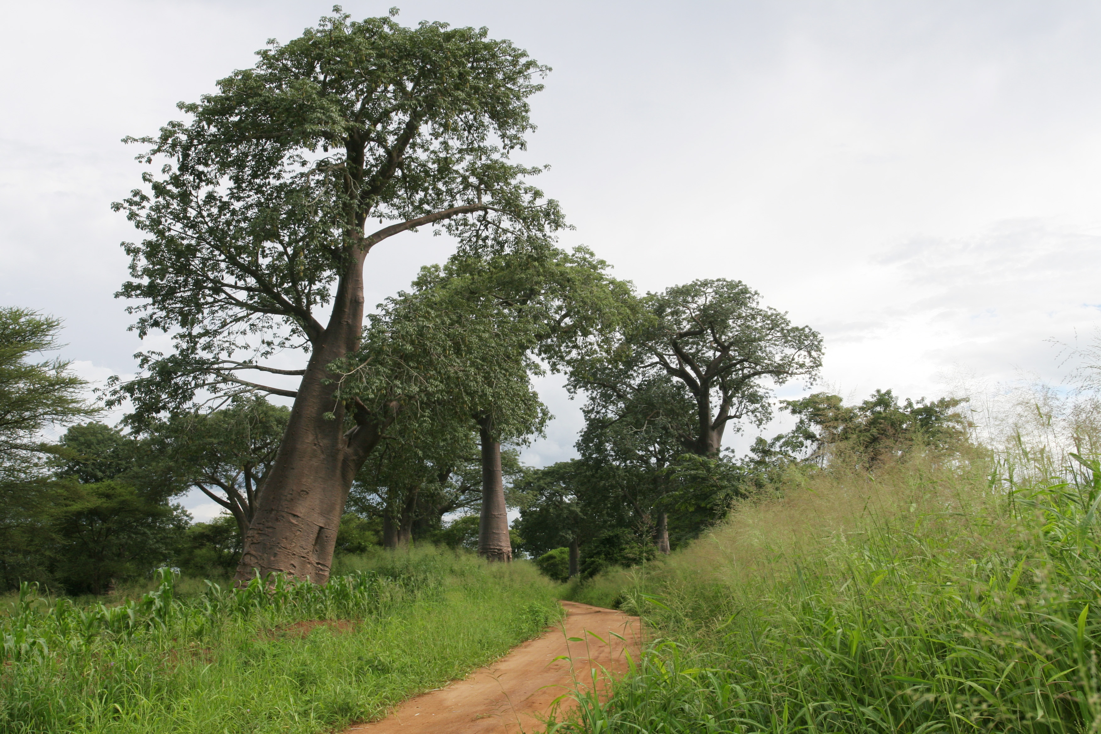 Trees in Malawi