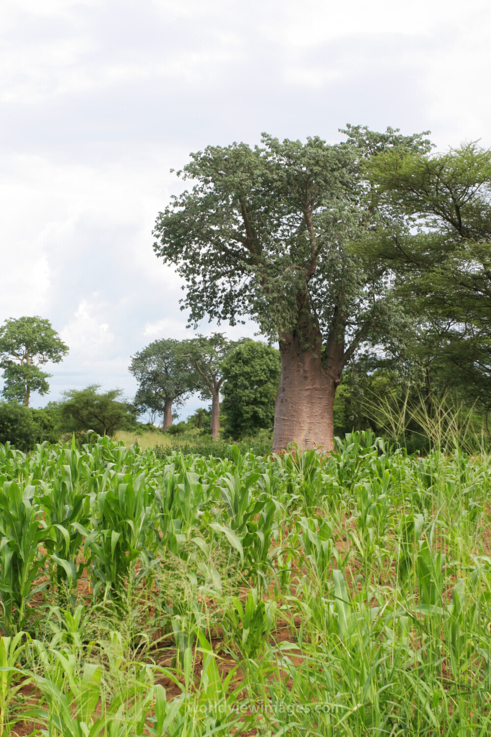 Trees in Malawi