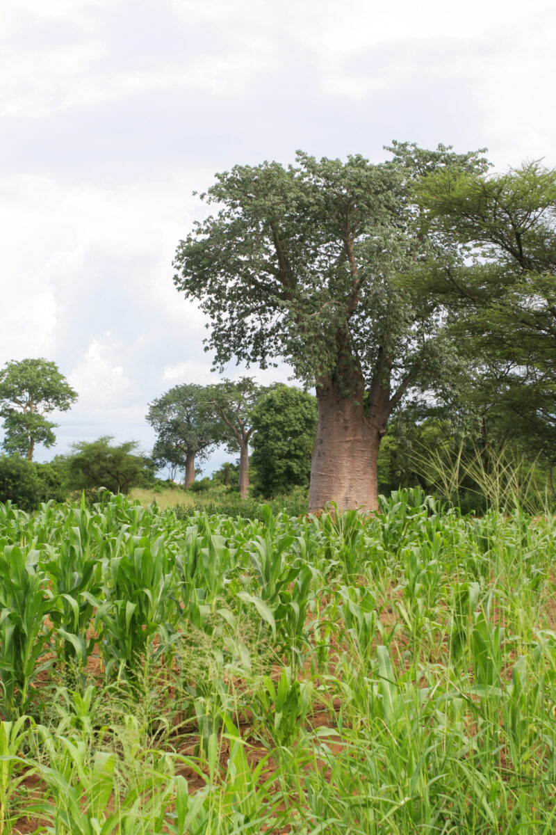 Photo: Trees in Malawi — Trees