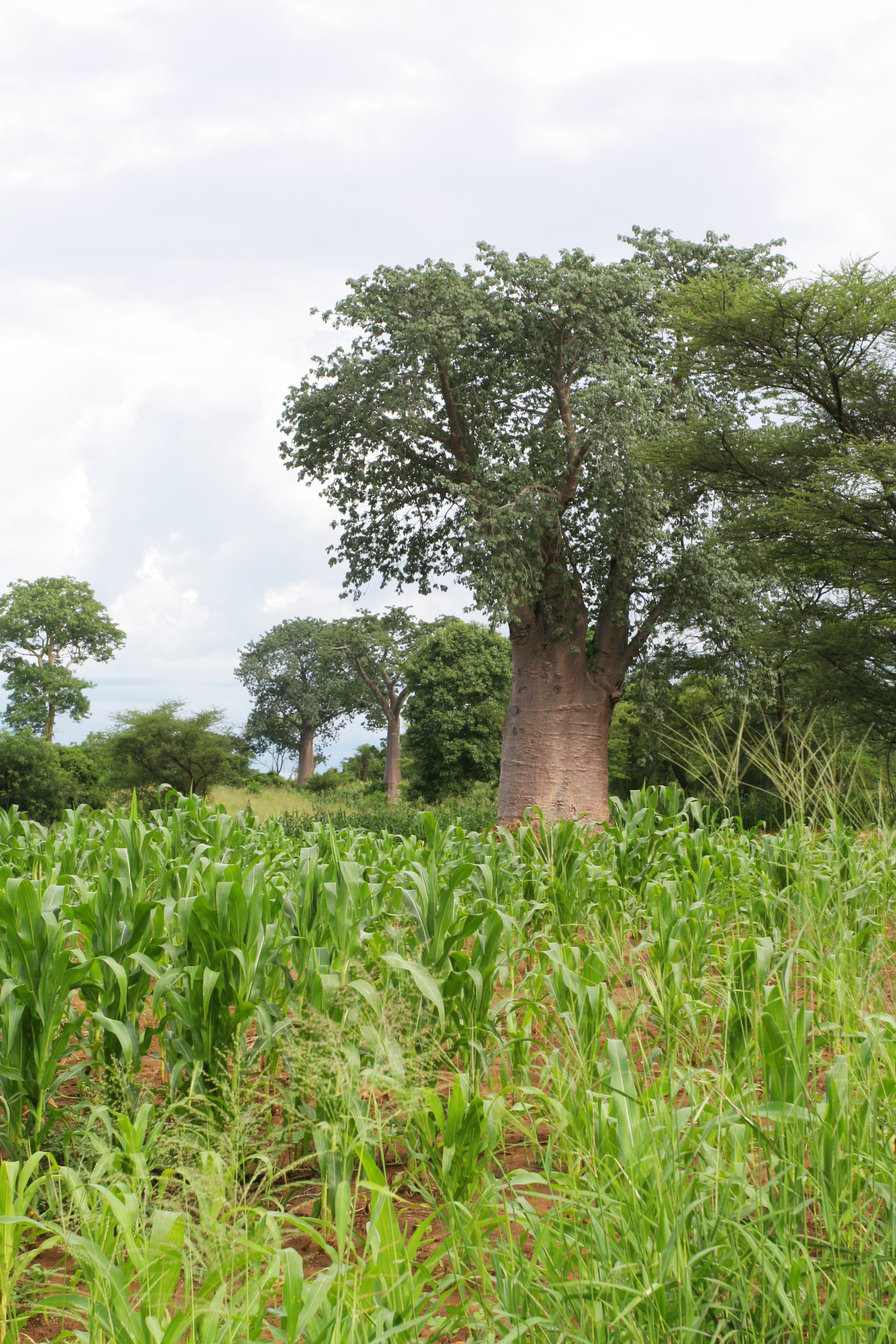 Trees in Malawi