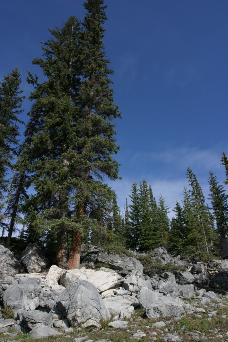 Photo: Trees — Trees