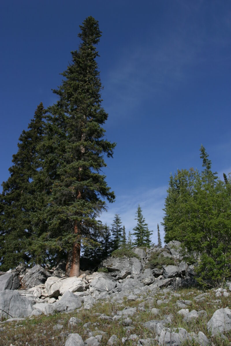 Photo: Trees — Trees