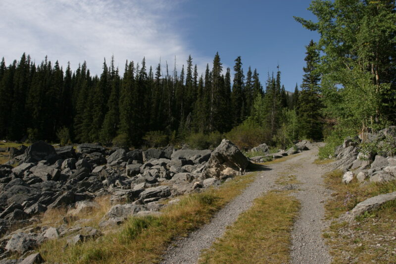 Photo: Trees — Trees