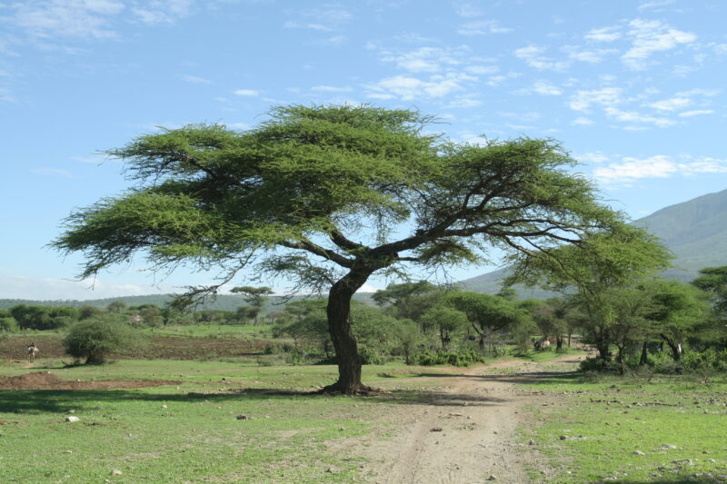 Photo: Trees — Trees
