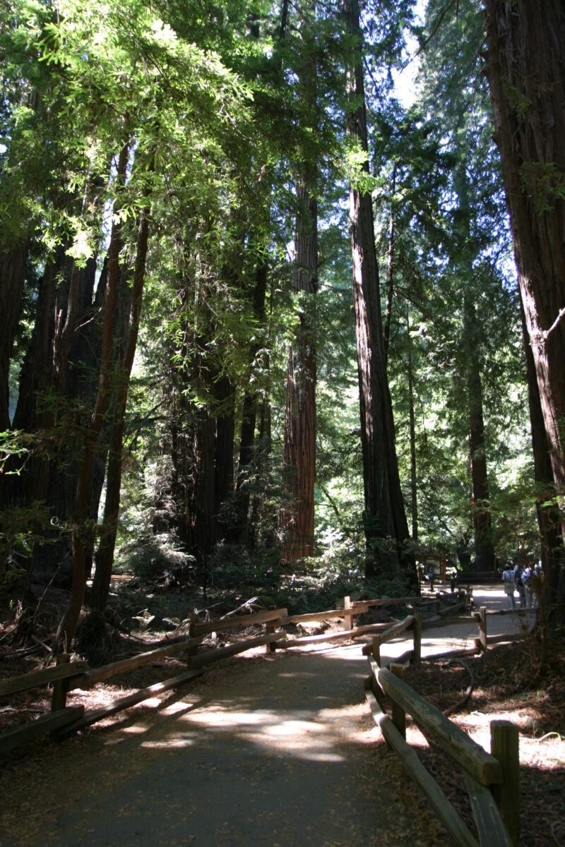 Photo: Trees — Trees, redwoods