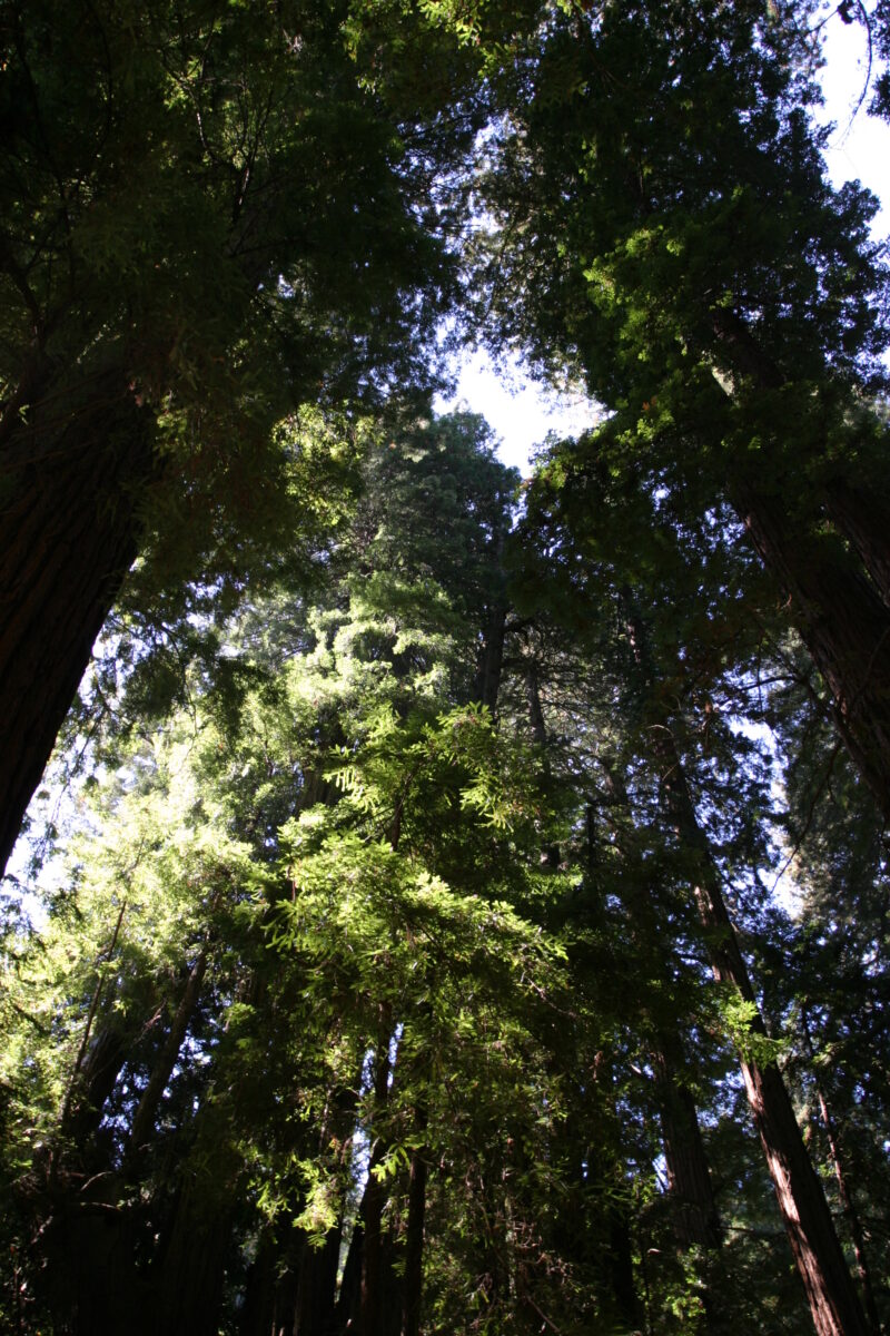Photo: Trees — Trees, redwoods