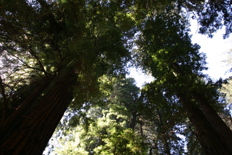 Photo: Trees — Trees, redwoods