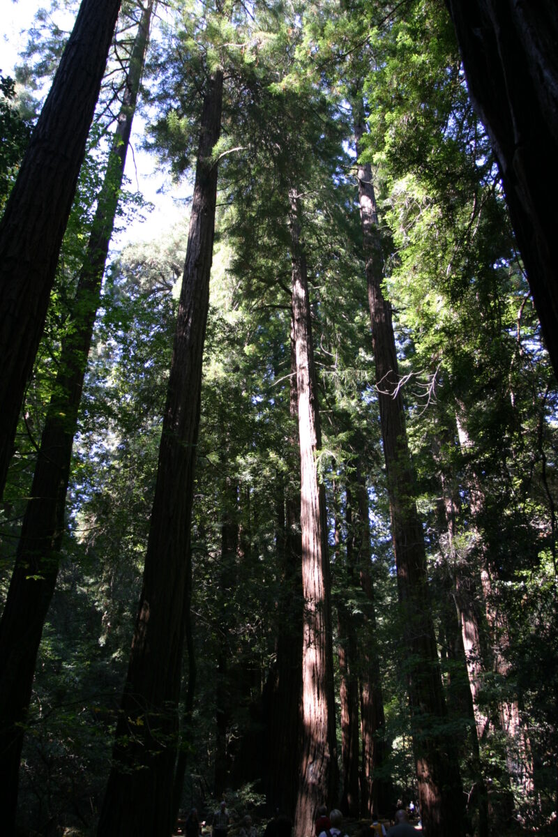 Photo: Trees — Trees, redwoods
