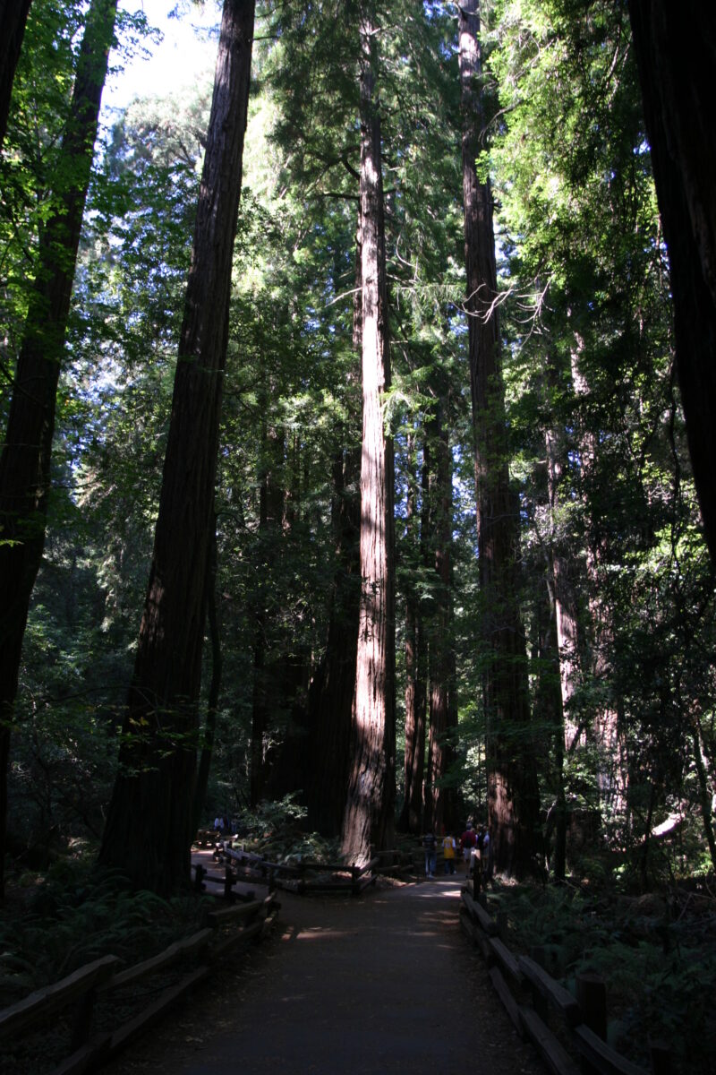 Photo: Trees — Trees, redwoods
