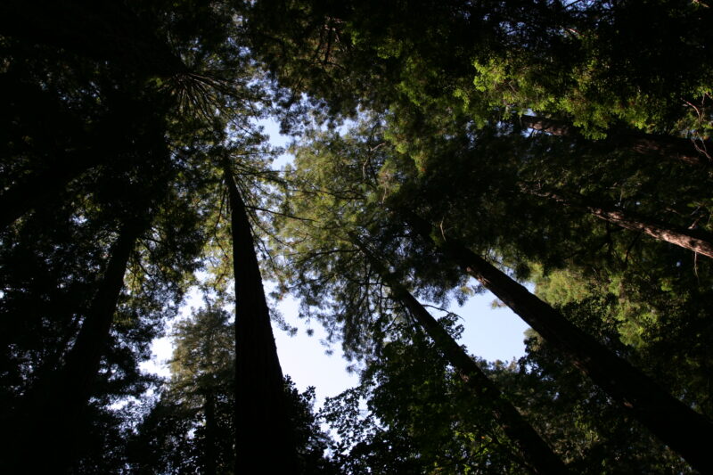 Photo: Trees — Trees, redwoods