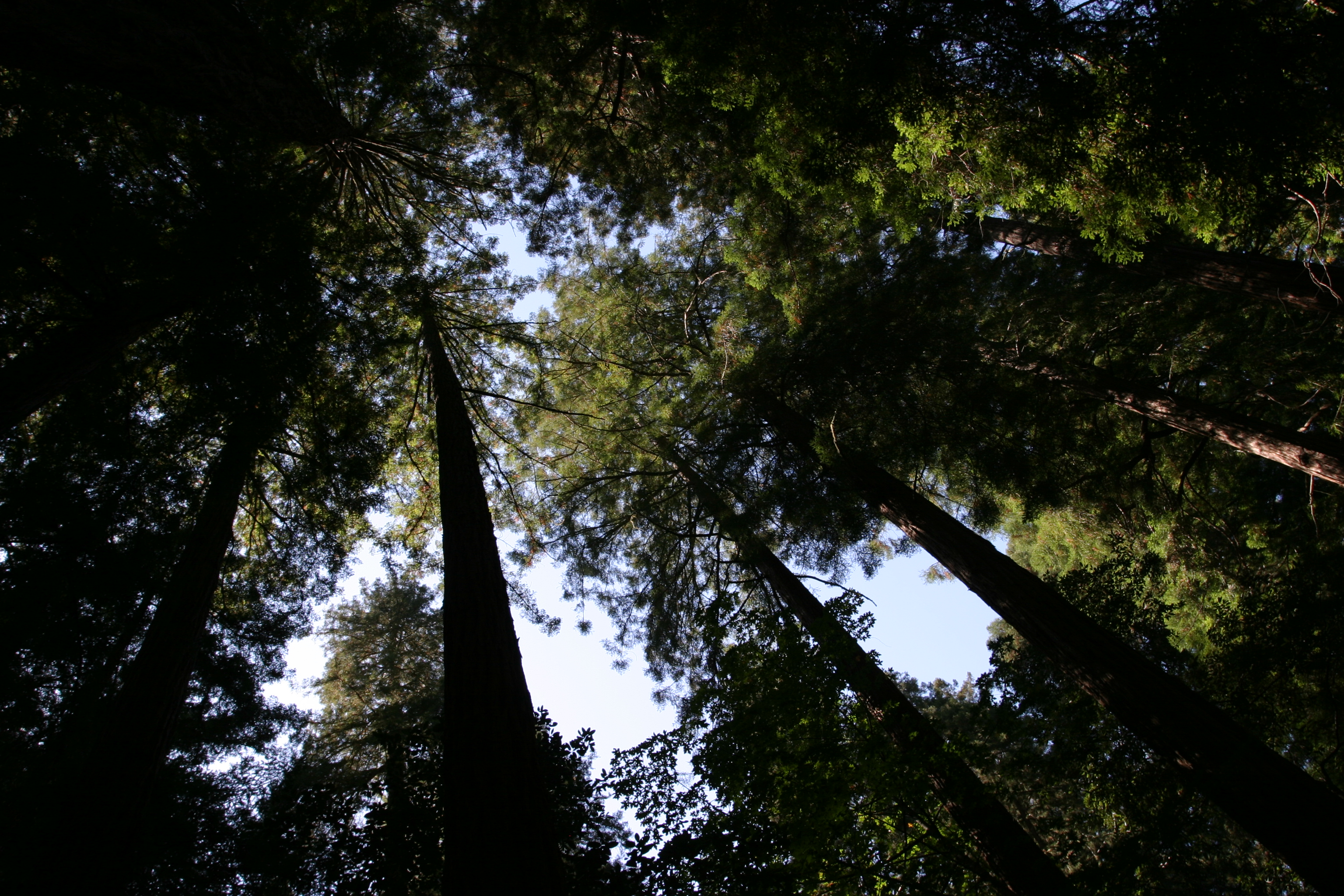 Trees