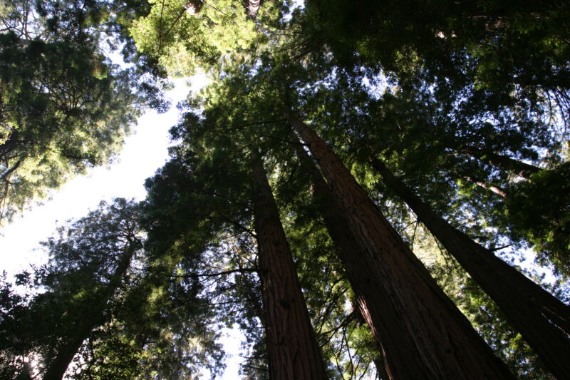 Photo: Trees — Trees, redwoods