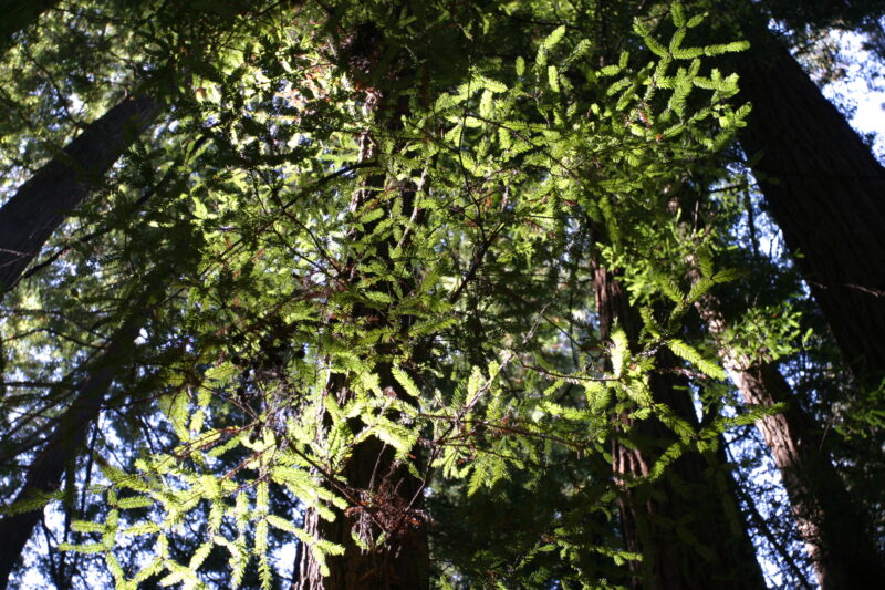 Photo: Trees — Trees, redwoods