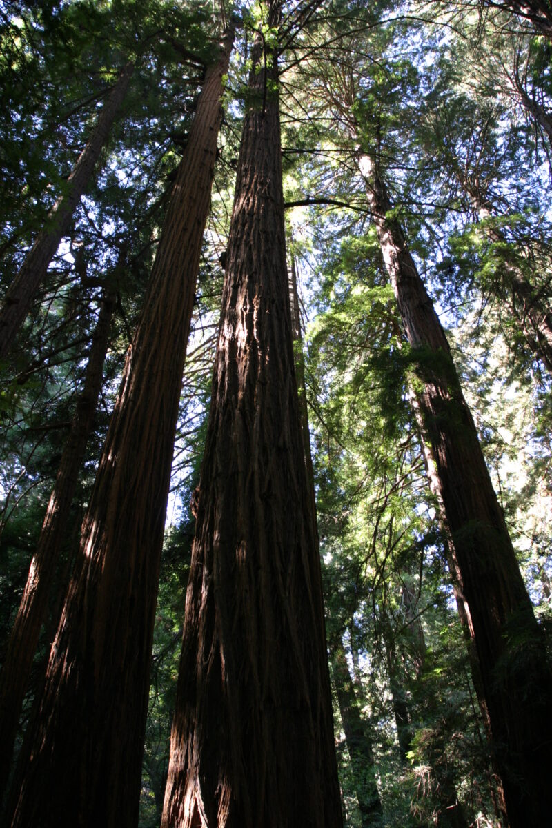 Photo: Trees — Trees, redwoods