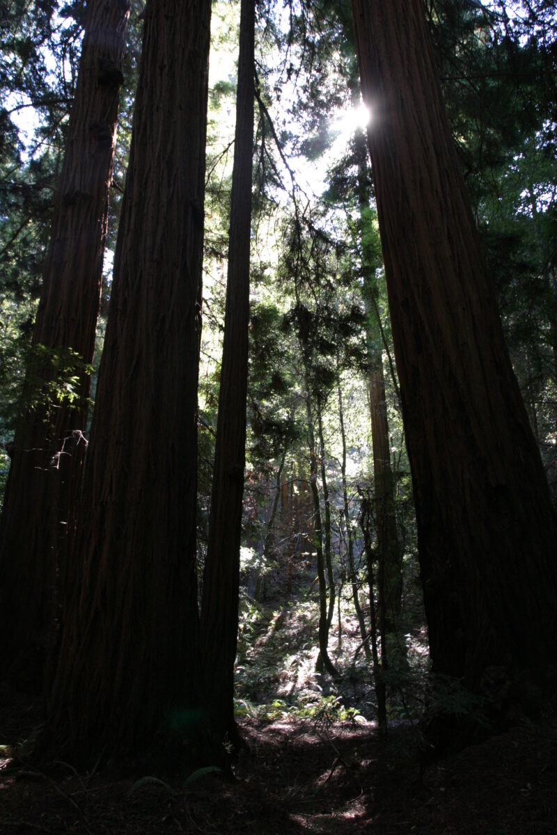 Photo: Trees — Trees, redwoods