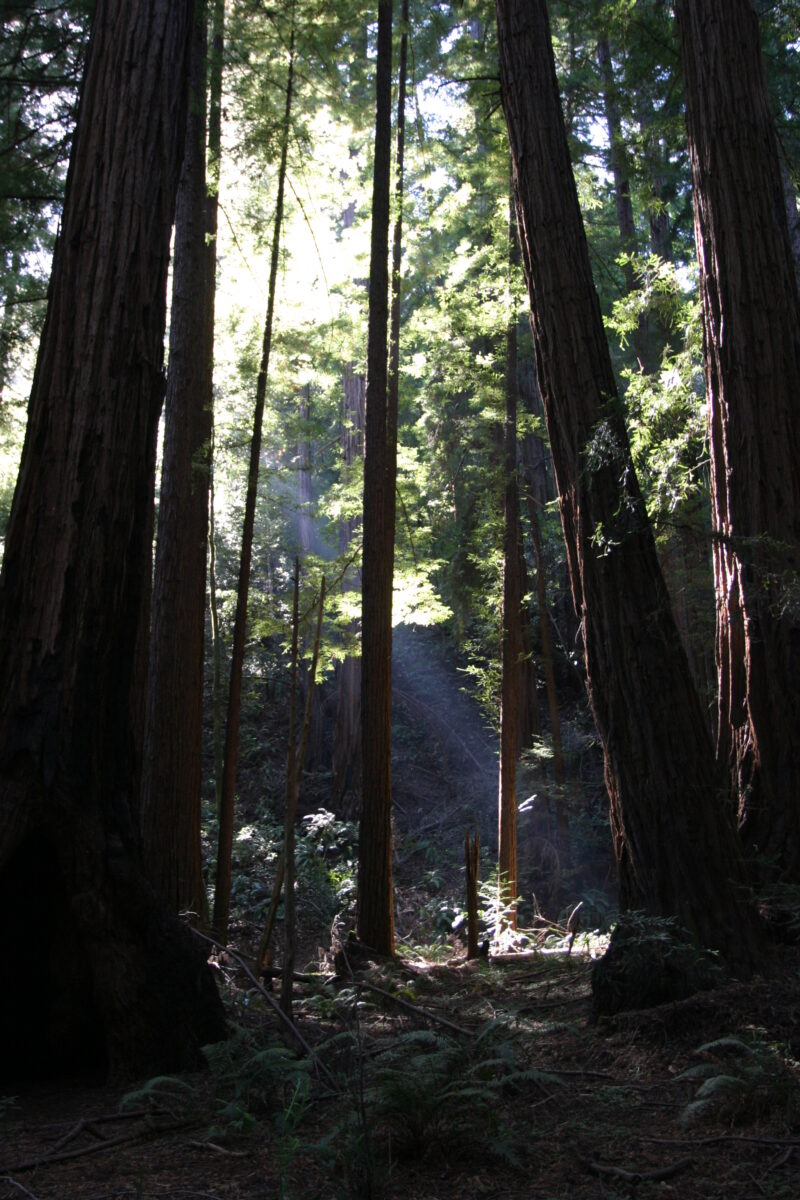 Photo: Trees — Trees, redwoods