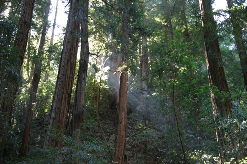 Photo: Trees — Trees, redwoods