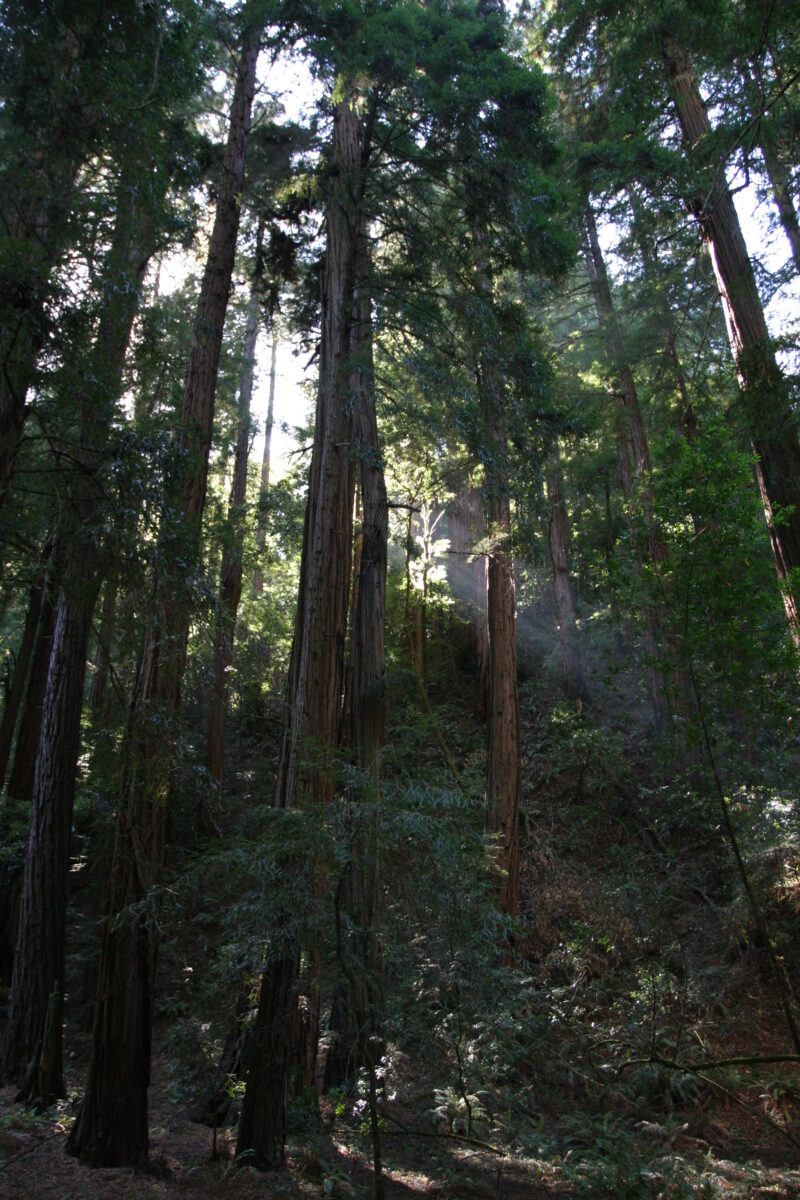 Photo: Trees — Trees, redwoods