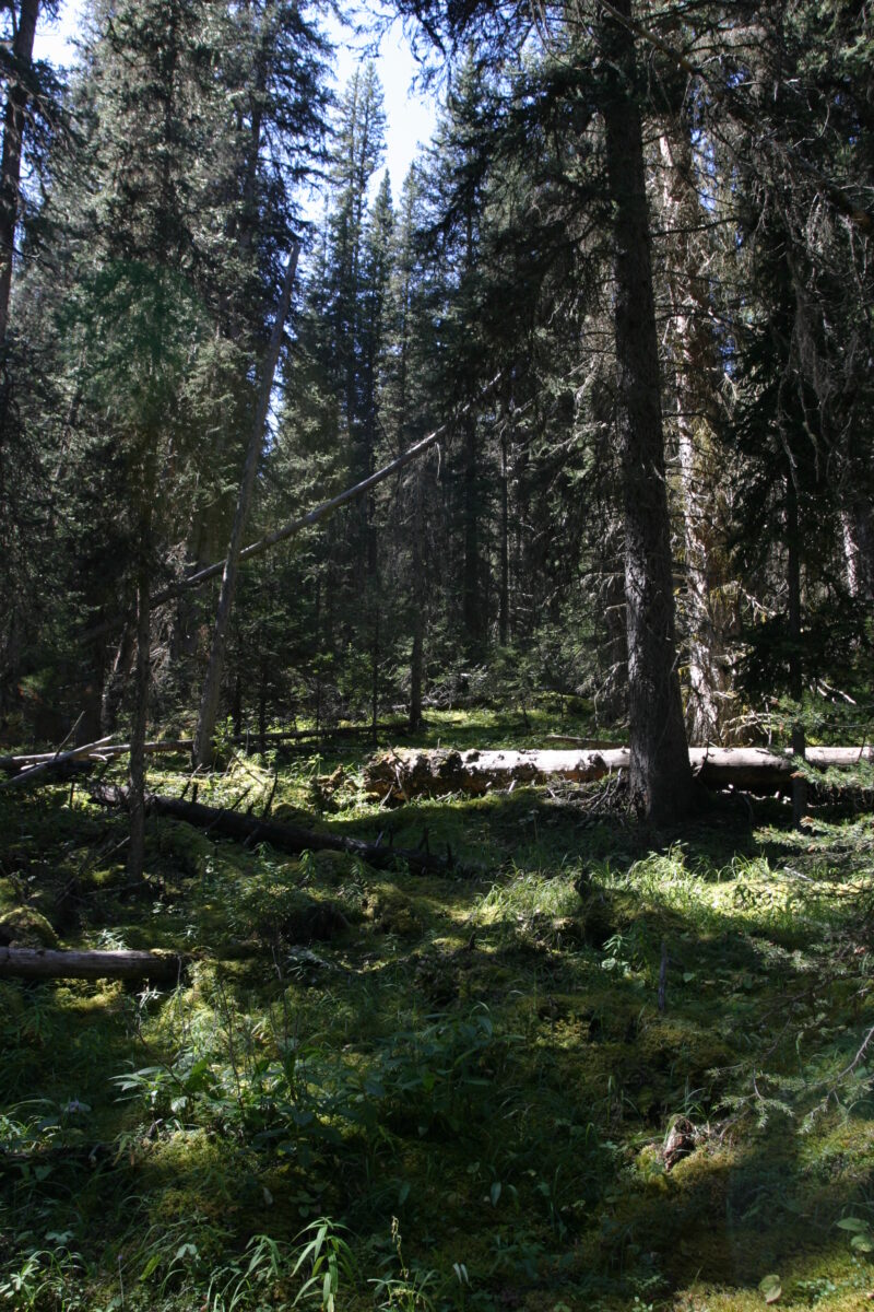 Photo: Trees — Trees