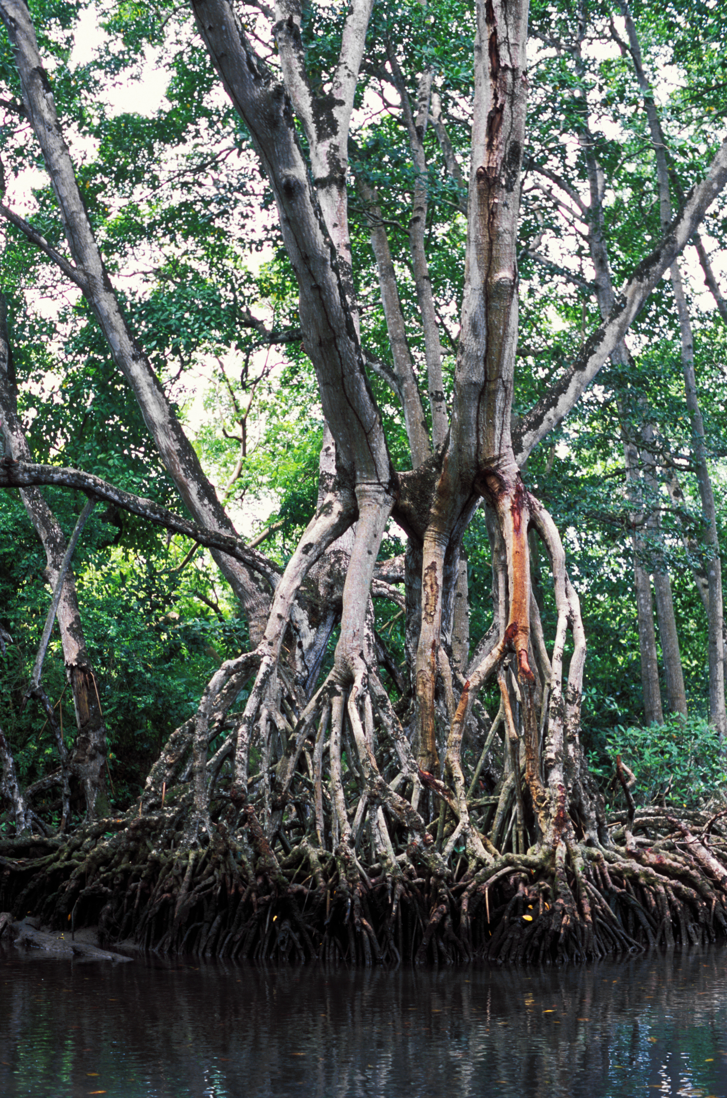 Mangrove Tree