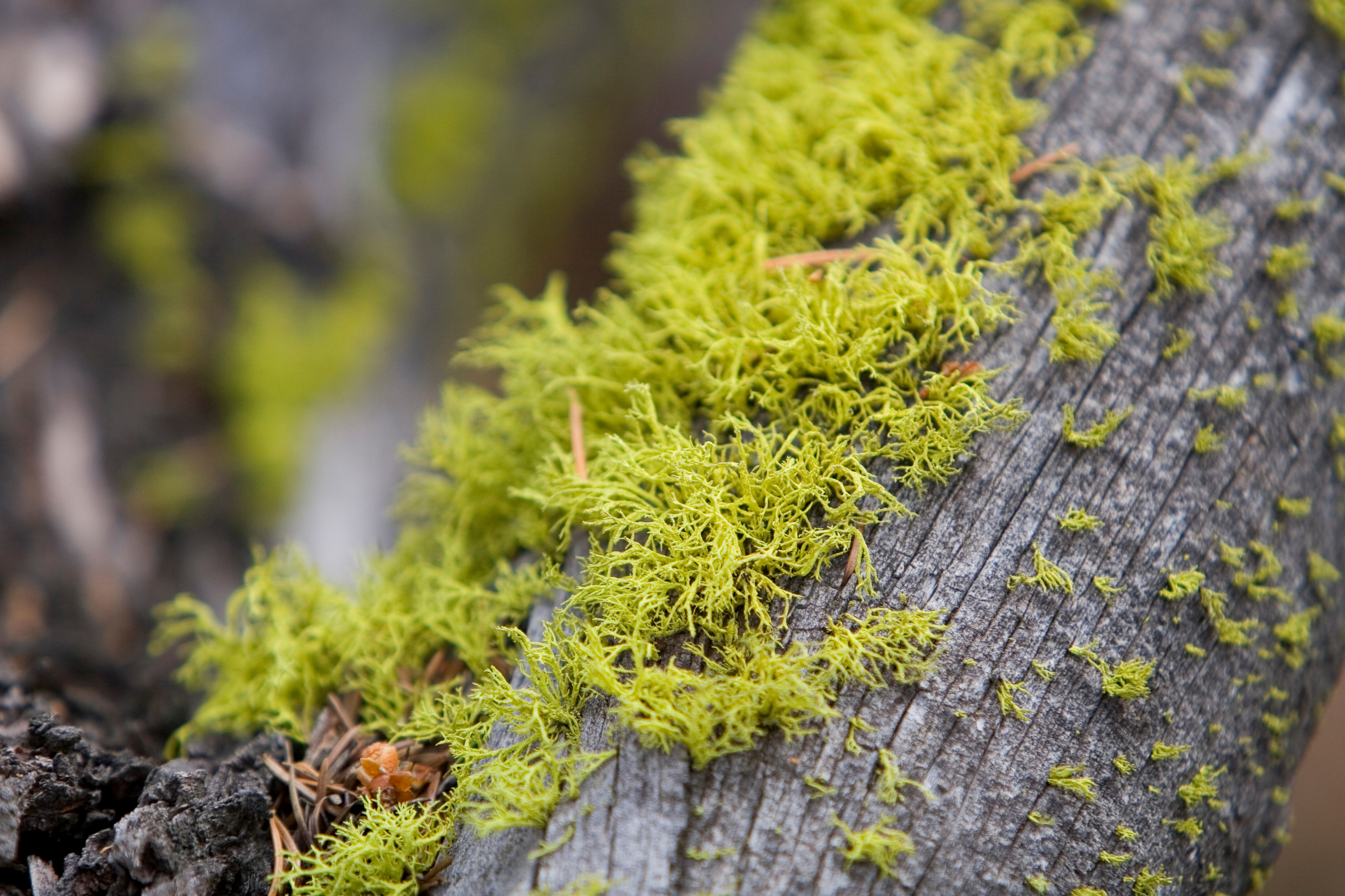 Moss on a Tree