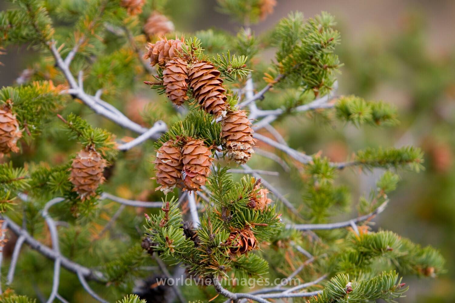 Pine Cones