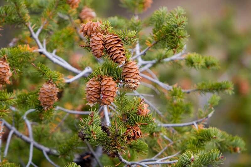 Photo: Pine Cones — Trees