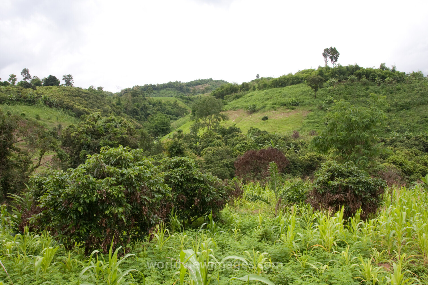 Fields and Gardens in Thailand
