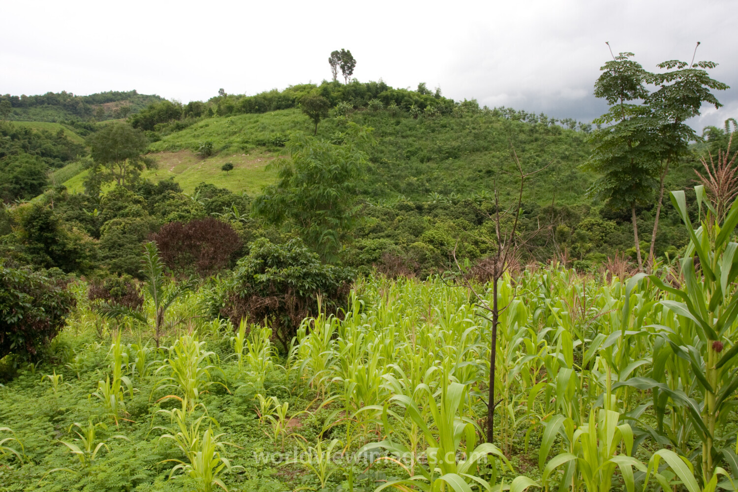 Fields and Gardens in Thailand
