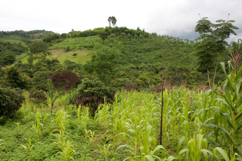 Fields and Gardens in Thailand — A family garden field in Chiang Rai Provence, Thailand — Thailand, Chiang Rai Provence, field, garden, farm
