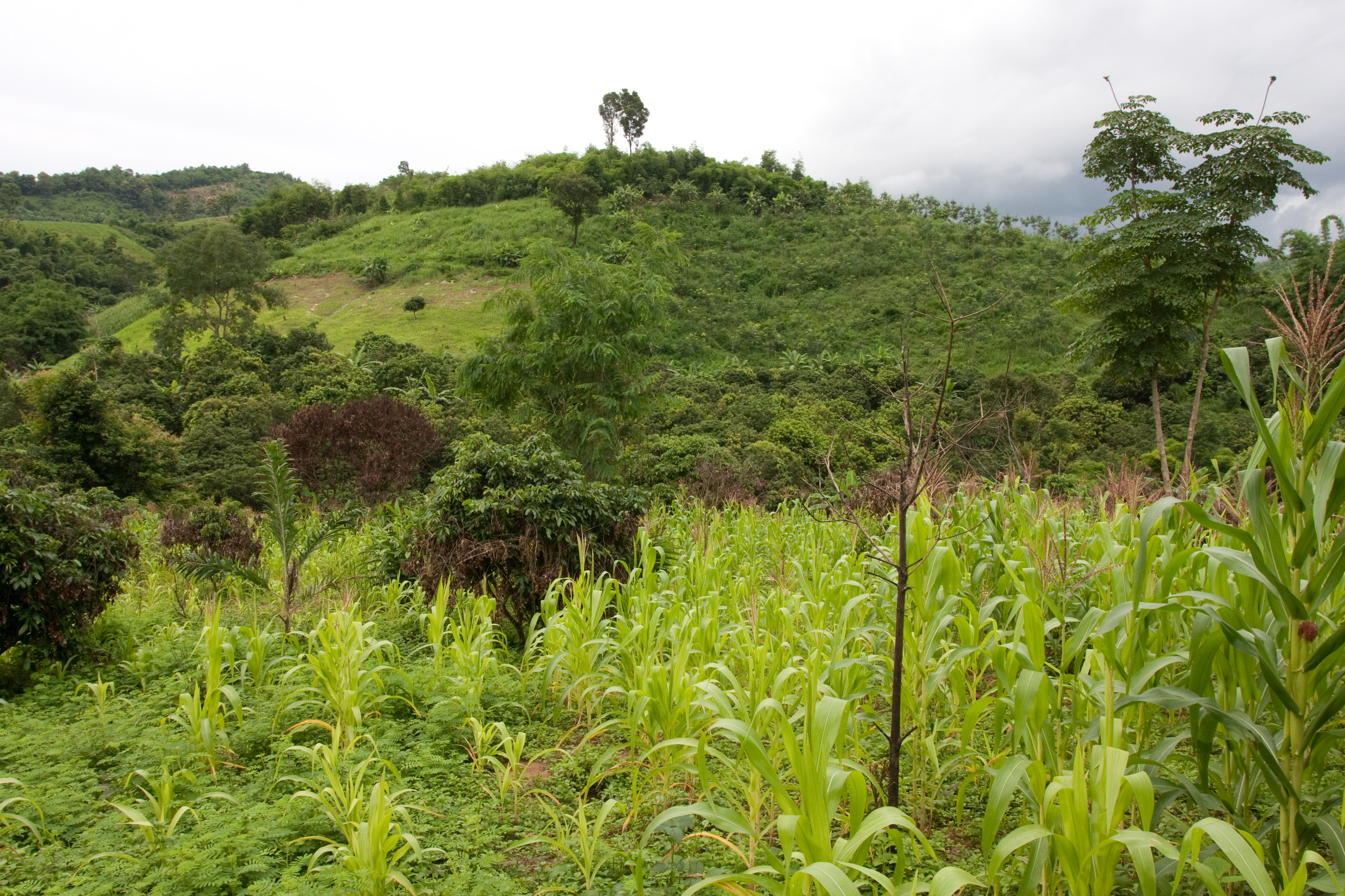 Fields and Gardens in Thailand