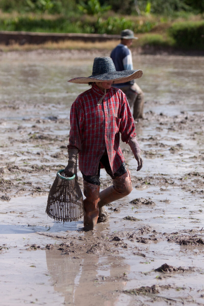 Catching Fish — People stand ready to catch fish while rice field is cultivated. — Thailand, work, day workers, field, fields